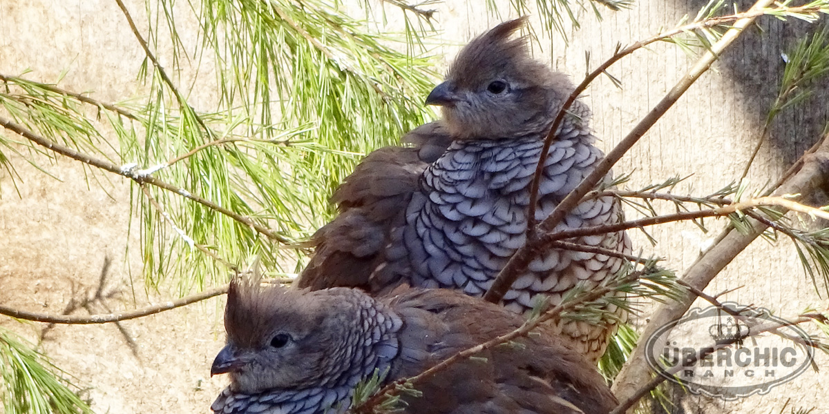 Chestnut-bellied Scaled Hens female